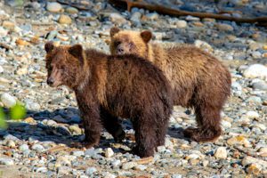 Grizzly bear cubs courtesy of HWCT guest François Haffner