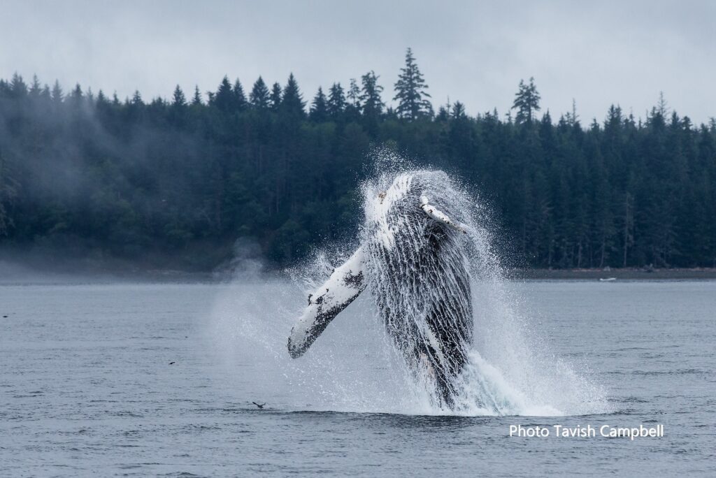 A Humpback whale jumps out of the water | Homalco Wildlife & Cultural Tours