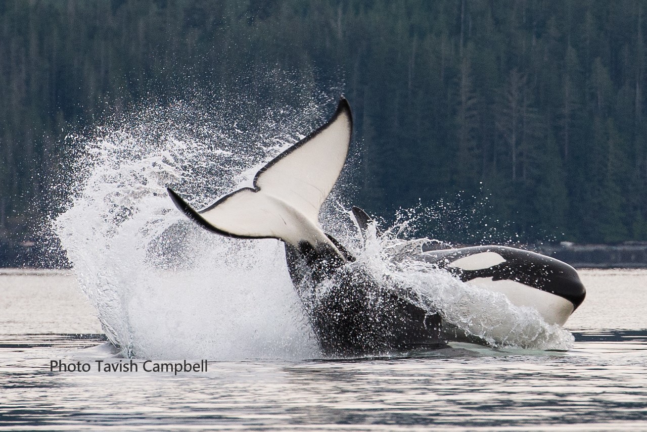 A whale splashing in the water, photo by Tavish Campbell