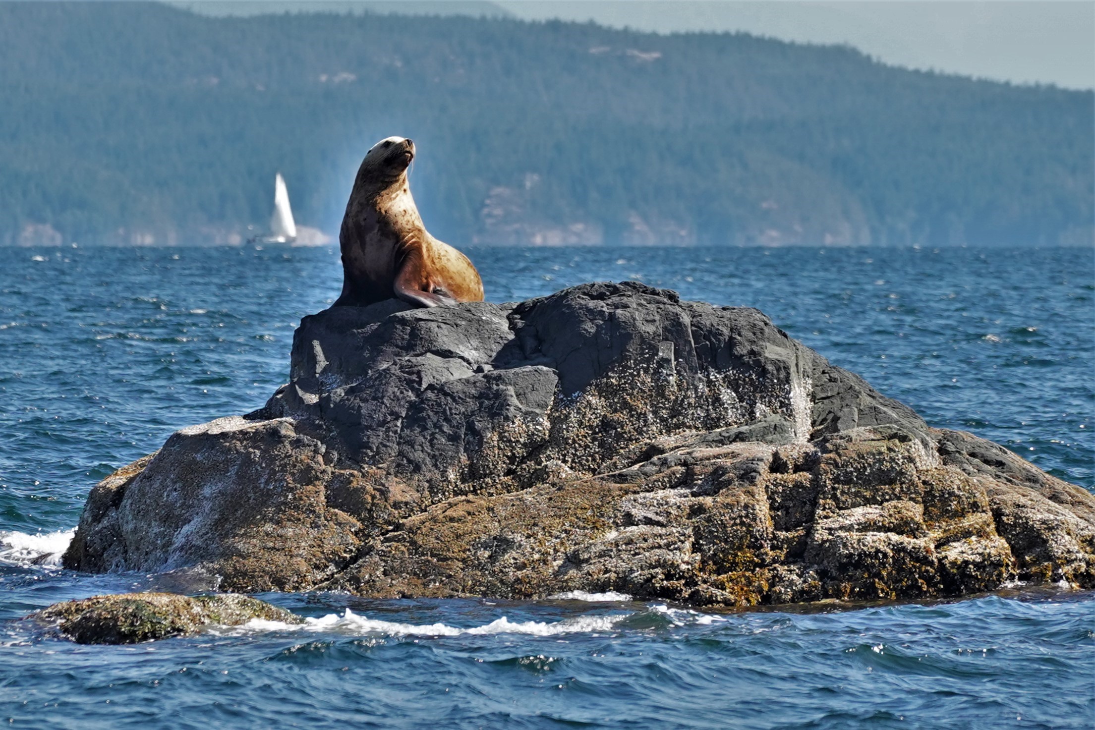 Sea lion on rock | Homalco Wildlife & Cultural Tours