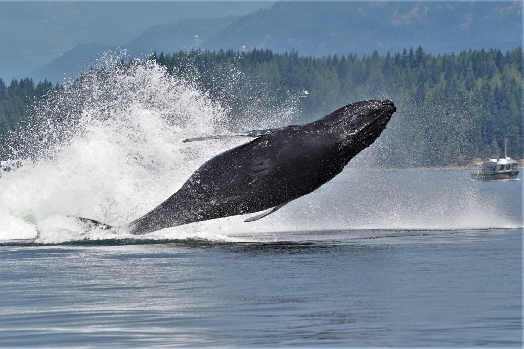 Humpback Whale Jumping Out of Water Campbell River | Homalco Wildlife & Cultural Tours