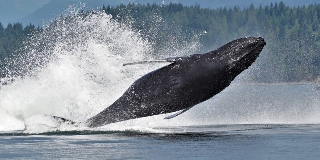 Humpback Whale Jumping Out of Water Campbell River | Homalco Wildlife & Cultural Tours