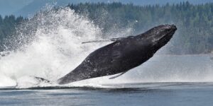 Humpback Whale Jumping Out of Water Campbell River | Homalco Wildlife & Cultural Tours