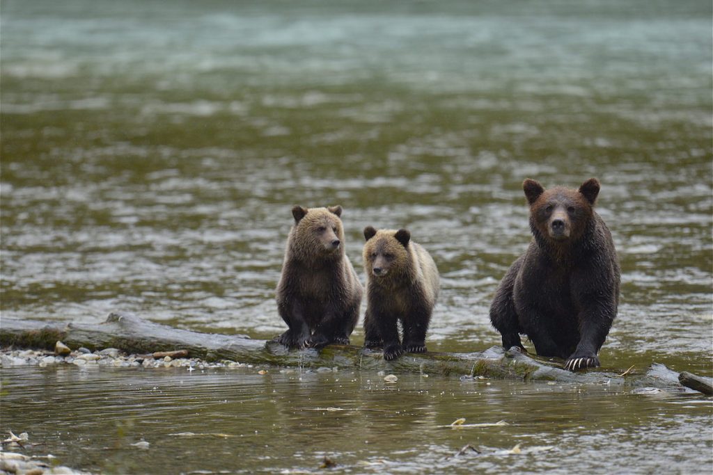 Three grizzly bears sitting on a log in the water | Homalco Wildlife & Cultural Tours