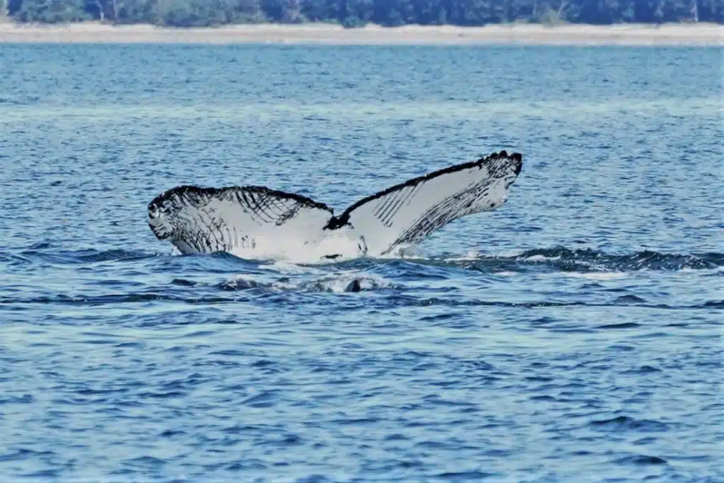 Humpback Whales Vancouver Island - Homalco Wildlife & Cultural Tours