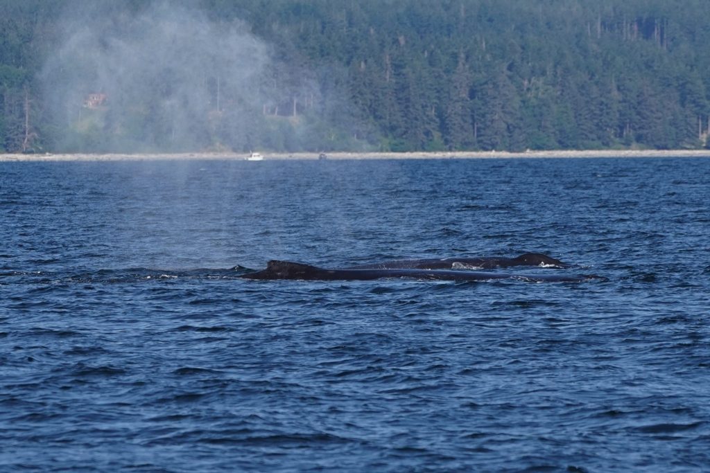 Humpback Whale Campbell River | Homalco Wildlife & Cultural Tours