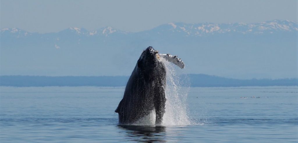 Whale Jumping Mountains Vancouver Island | Homalco Wildlife & Cultural Tours