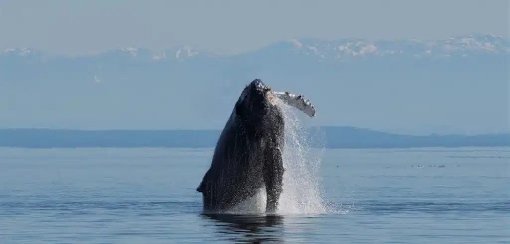 Humpback Whales Vancouver Island - Homalco Wildlife & Cultural Tours