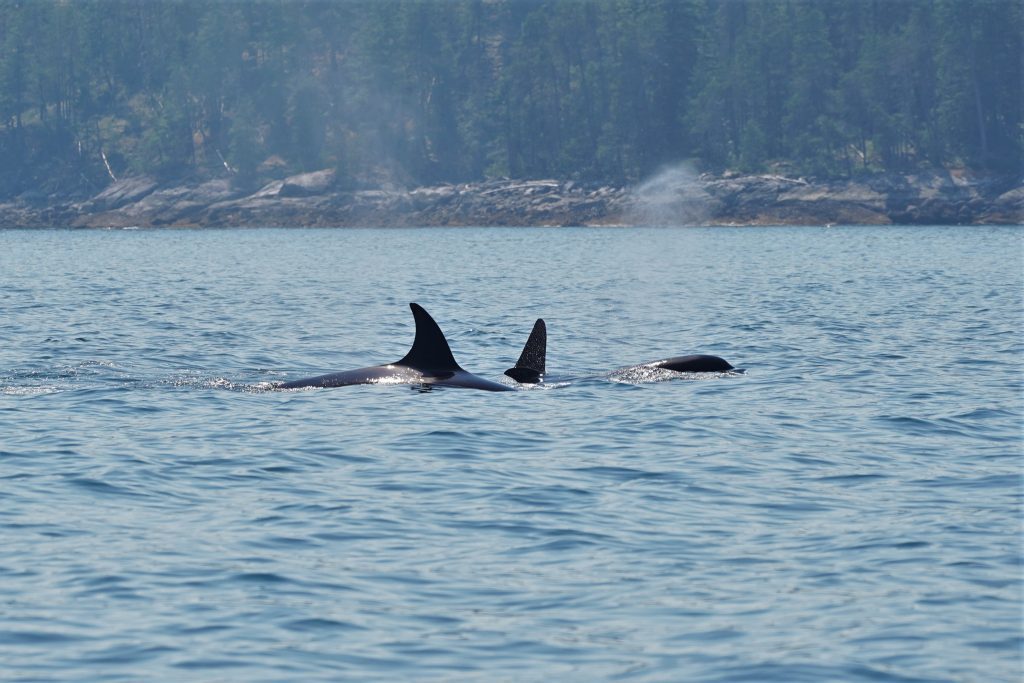 Campbell River Killer Whales | Homalco Wildlife & Cultural Tours