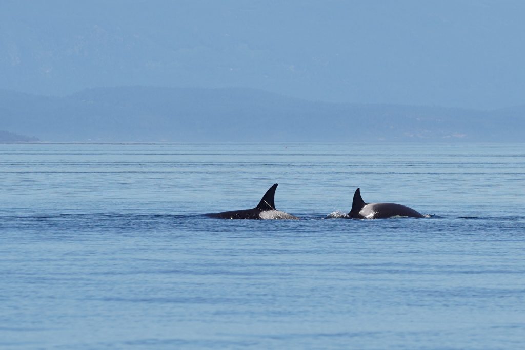 Two Killer Whales Vancouver Island | Homalco Wildlife & Cultural Tours