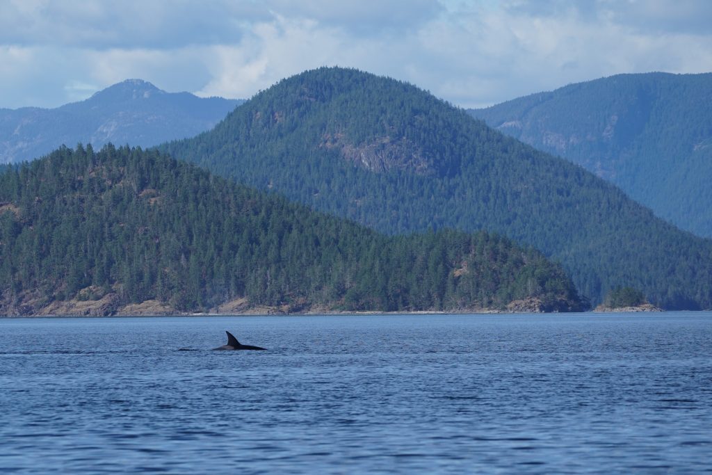 Orca Whale Vancouver Island | Homalco Wildlife & Cultural Tours