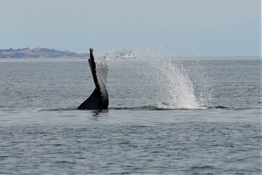 Whale Tail Slapping Water Vancouver Island | Homalco Wildlife & Cultural Tours