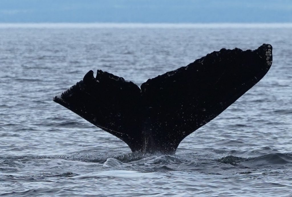 Humpback Whale Tail Campbell River Tour | Homalco Wildlife & Cultural Tours