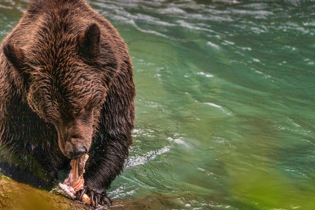 Grizzly Bear on Vancouver Island