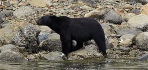 A black bear stands beside the water | Homalco Wildlife & Cultural Tours