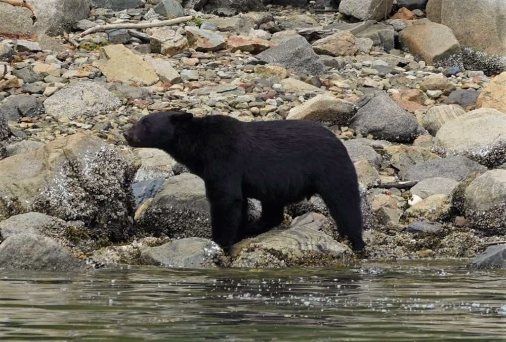 Spring Black Bear & Whale Watching Tour | Homalco Wildlife & Cultural Tours | Campbell River