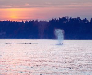 Sunset on the Salish Sea Wildlife Boat Tour with Homalco Wildlife & Cultural Tours from Campbell River
