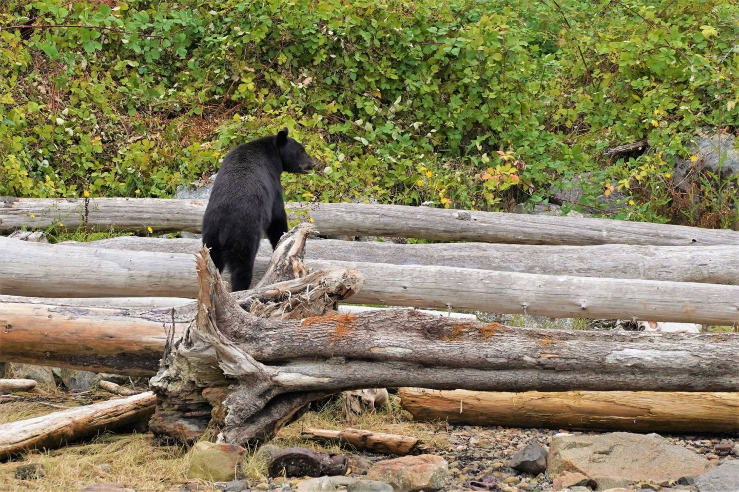 A black bear on a beach | Homalco Wildlife & Cultural Tours