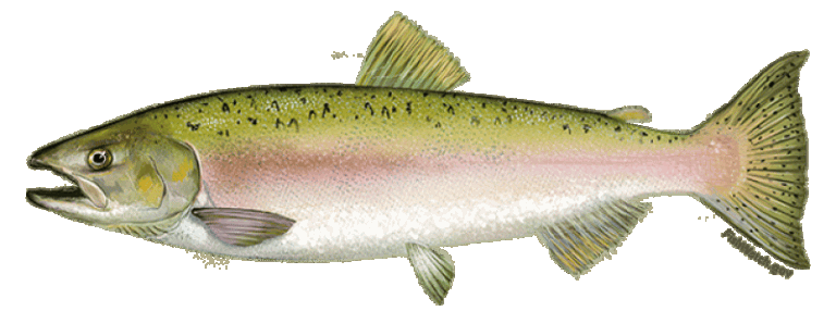 A pink salmon
