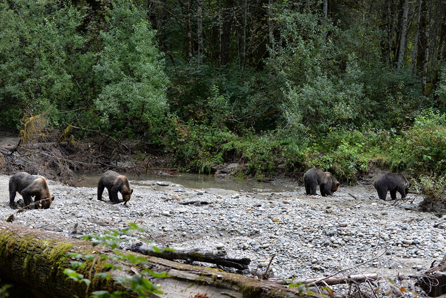 Four bears with their heads down | Homalco Wildlife & Cultural Tours