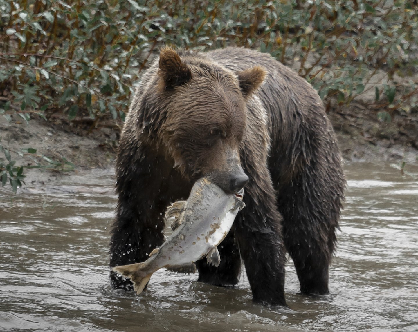 Grizzly Bear Eating Pacific Salmon