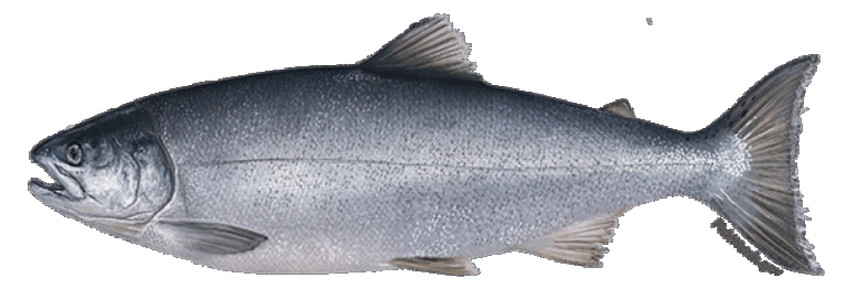 A coho salmon