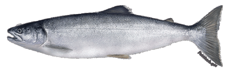 Pacific Salmon