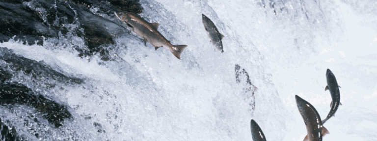 Salmon jumping up a waterfall